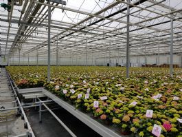 Referentie: Nieuwbouw pot- en perkplantenbedrijf Schweinfurt (D)