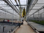 Nieuwbouw potplantenbedrijf (Zeil am Main)