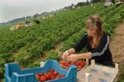 Uitbreiding huisvesting seizoenarbeiders op aardbeienbedrijf