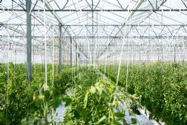 Subsidieregeling Energie-efficiëntie Glastuinbouw 2025 (EG) open vanaf 15 april
